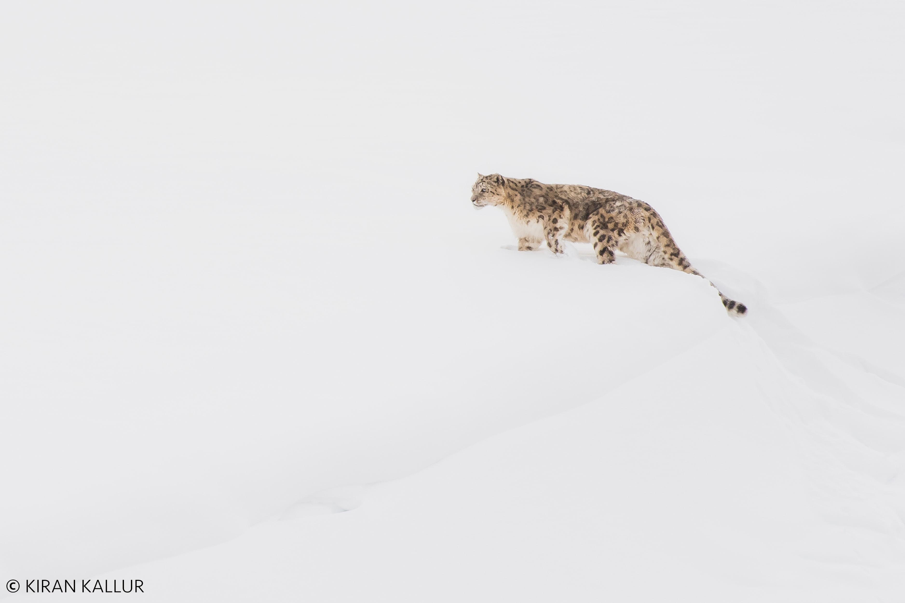 Snow leopard  (Panthera uncia)