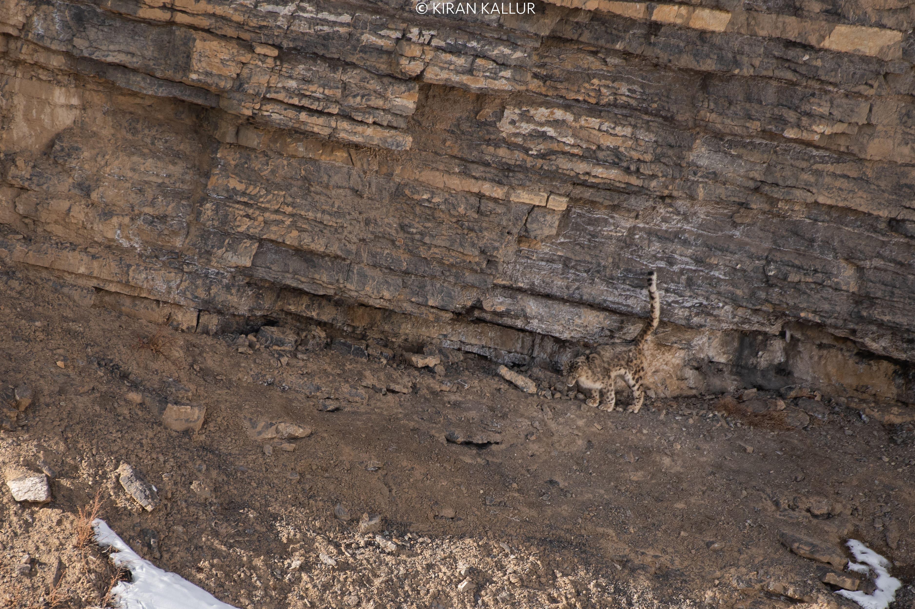 Snow leopard perfectly camouflaged (Panthera uncia)